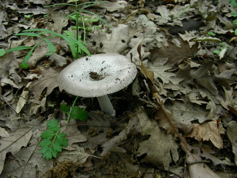 4) Fotografati il 12.06.2012. sotto Quercia (bosco asciutto)
